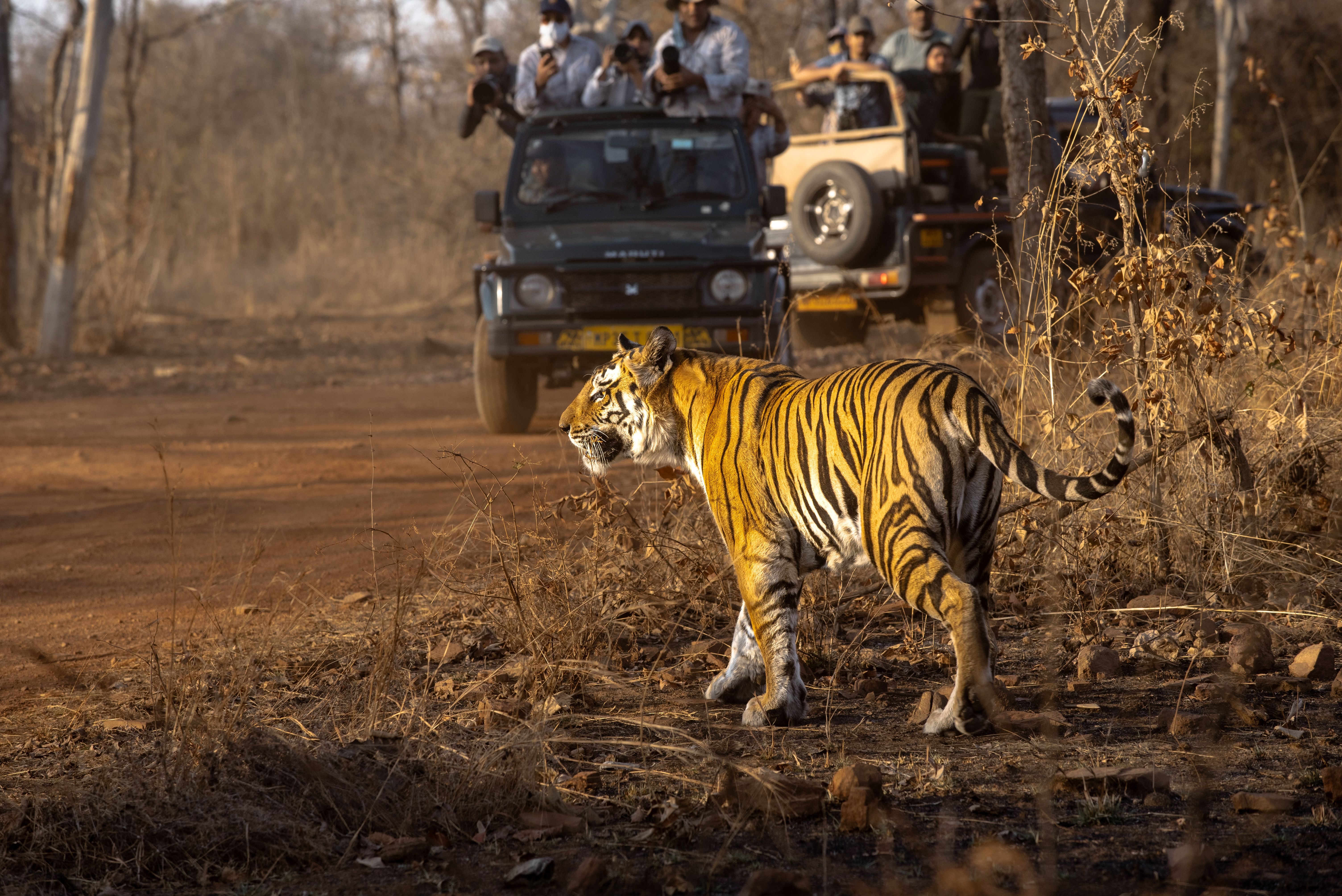 From Delhi: Golden Triangle Tour with Ranthambore 5 Days